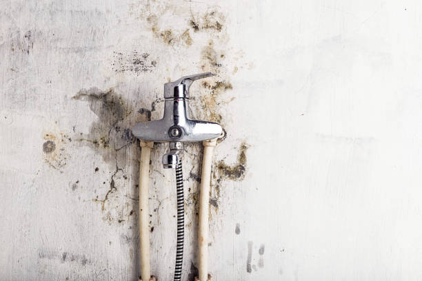Best Home Mold Removal  in Hamburg, PA