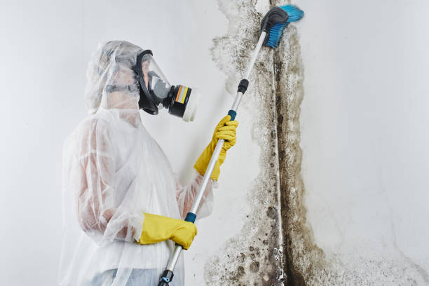 Best Mold Remediation Experts  in Hamburg, PA