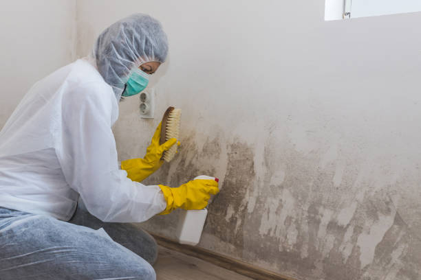 Office Mold Removal Services in Hamburg, PA