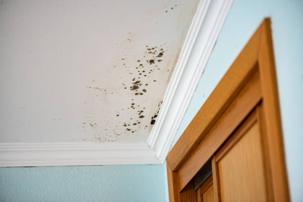 Best Office Mold Removal Services  in Hamburg, PA