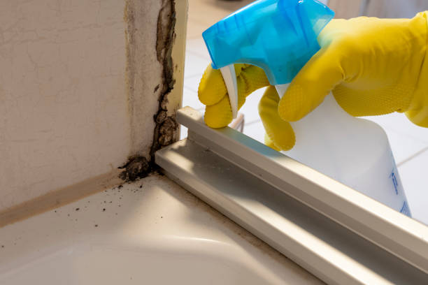 Best Mold Remediation  in Hamburg, PA