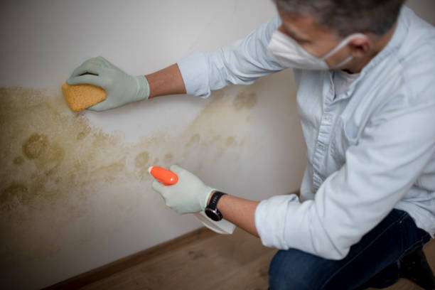 Best Attic Mold Removal  in Hamburg, PA