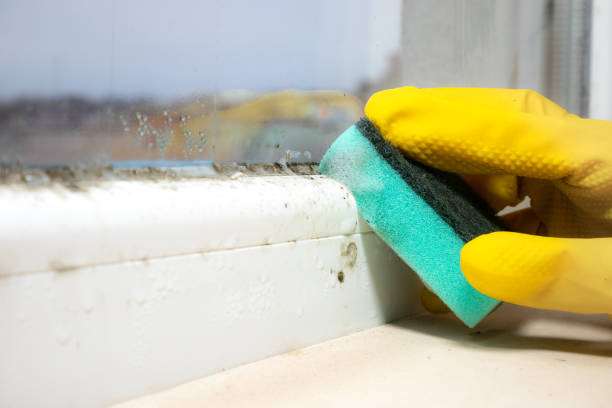 Best Mold Remediation  in Hamburg, PA