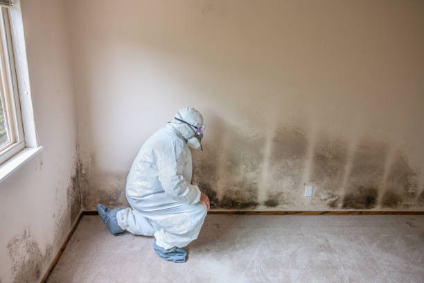 Best Mold Remediation Services  in Hamburg, PA