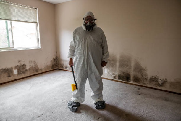 Best Mold Removal Process  in Hamburg, PA