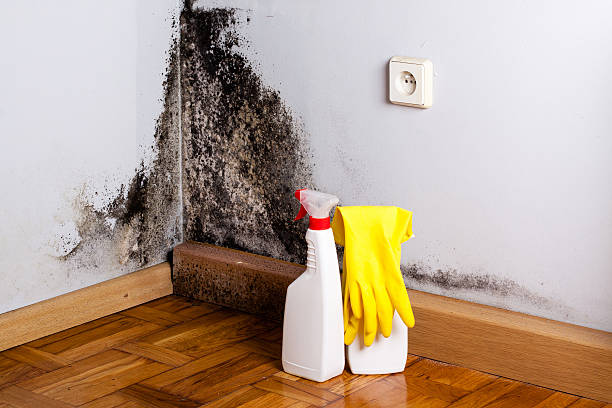 Best Fast Mold Removal  in Hamburg, PA