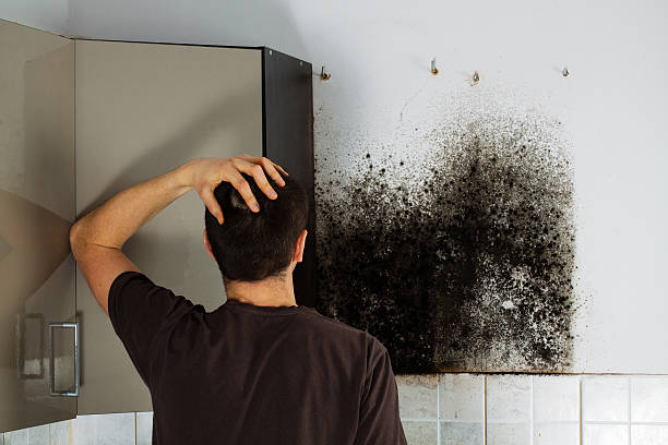 Best Black Mold Removal  in Hamburg, PA