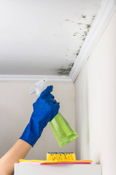 Best Black Mold Removal  in Hamburg, PA