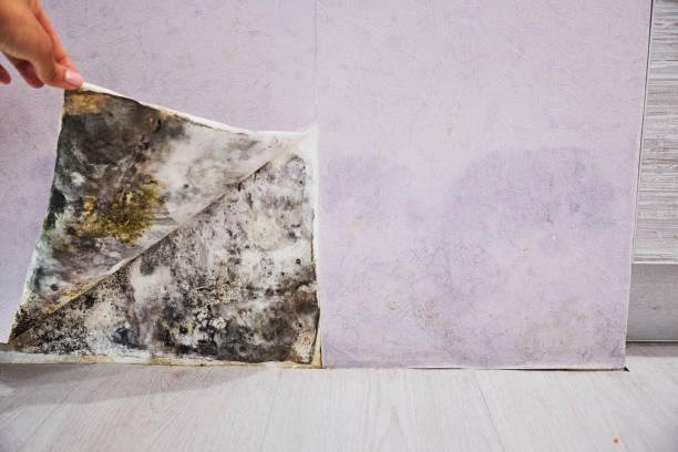 Best Mold Testing and Removal  in Hamburg, PA